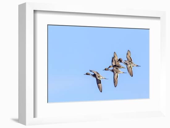 Northern pintail ducks in courtship flight at Freezeout Lake WMA near Fairfield, Montana, USA-Chuck Haney-Framed Photographic Print