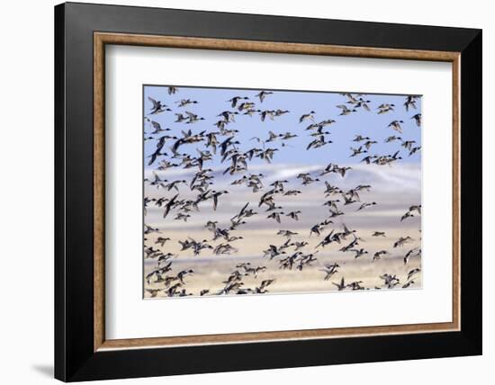 Northern pintail ducks take off from wetlands at Freezeout Lake WMA near Fairfield, Montana, USA-Chuck Haney-Framed Photographic Print