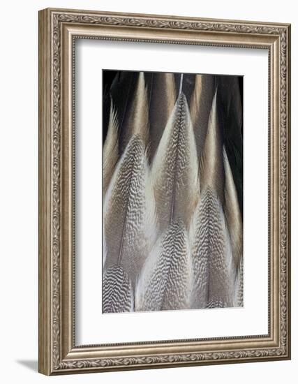 Northern Pintail Feather Detail-Darrell Gulin-Framed Photographic Print