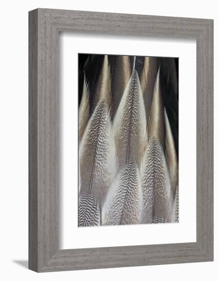 Northern Pintail Feather Detail-Darrell Gulin-Framed Photographic Print