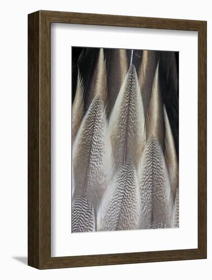 Northern Pintail Feather Detail-Darrell Gulin-Framed Photographic Print