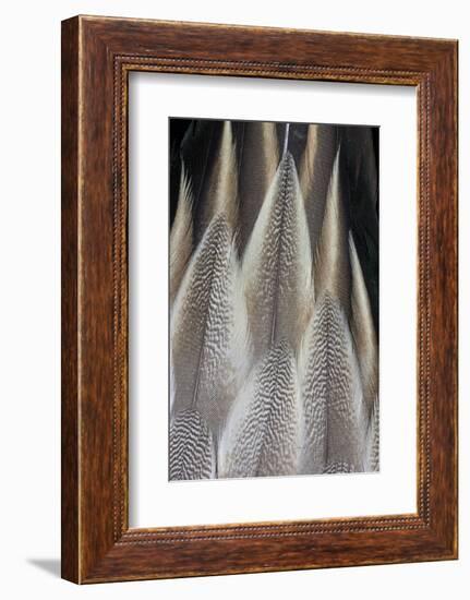 Northern Pintail Feather Detail-Darrell Gulin-Framed Photographic Print