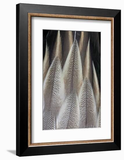 Northern Pintail Feather Detail-Darrell Gulin-Framed Photographic Print