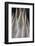 Northern Pintail Feather Detail-Darrell Gulin-Framed Photographic Print