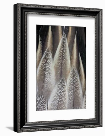 Northern Pintail Feather Detail-Darrell Gulin-Framed Photographic Print