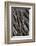 Northern Pintail Feather Detail-Darrell Gulin-Framed Photographic Print