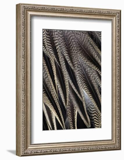 Northern Pintail Feather Detail-Darrell Gulin-Framed Photographic Print