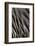 Northern Pintail Feather Detail-Darrell Gulin-Framed Photographic Print