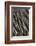 Northern Pintail Feather Detail-Darrell Gulin-Framed Photographic Print