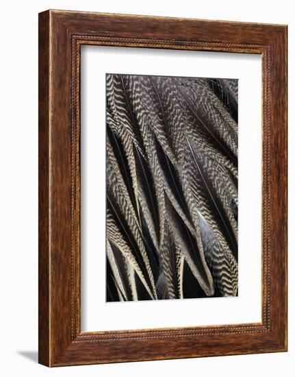 Northern Pintail Feather Detail-Darrell Gulin-Framed Photographic Print