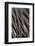 Northern Pintail Feather Detail-Darrell Gulin-Framed Photographic Print