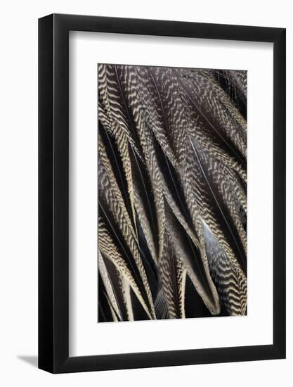 Northern Pintail Feather Detail-Darrell Gulin-Framed Photographic Print