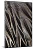 Northern Pintail Feather Detail-Darrell Gulin-Mounted Photographic Print