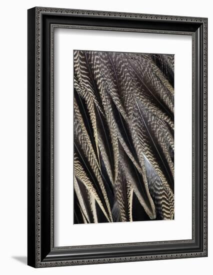 Northern Pintail Feather Detail-Darrell Gulin-Framed Photographic Print