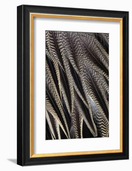 Northern Pintail Feather Detail-Darrell Gulin-Framed Photographic Print