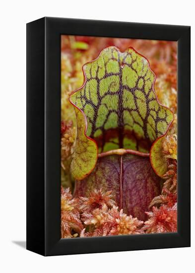 Northern Pitcher Plant, Sarracenia Purpurea, Hiawatha National Forest-Adam Jones-Framed Premier Image Canvas