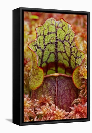 Northern Pitcher Plant, Sarracenia Purpurea, Hiawatha National Forest-Adam Jones-Framed Premier Image Canvas