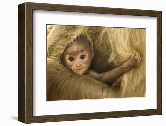 Northern Plains Grey Langur (Semnopithecus Entellus) Baby Holding onto Mother-Mary Mcdonald-Framed Photographic Print