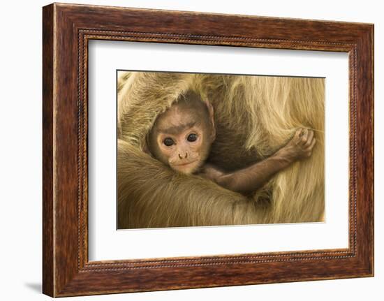 Northern Plains Grey Langur (Semnopithecus Entellus) Baby Holding onto Mother-Mary Mcdonald-Framed Photographic Print