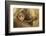 Northern Plains Grey Langur (Semnopithecus Entellus) Baby Holding onto Mother-Mary Mcdonald-Framed Photographic Print