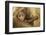 Northern Plains Grey Langur (Semnopithecus Entellus) Baby Holding onto Mother-Mary Mcdonald-Framed Photographic Print