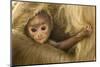 Northern Plains Grey Langur (Semnopithecus Entellus) Baby Holding onto Mother-Mary Mcdonald-Mounted Photographic Print