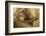 Northern Plains Grey Langur (Semnopithecus Entellus) Baby Holding onto Mother-Mary Mcdonald-Framed Photographic Print