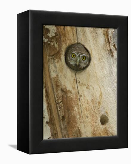 Northern Pygmy Owl, Adult Looking out of Nest Hole in Sycamore Tree, Arizona, USA-Rolf Nussbaumer-Framed Premier Image Canvas