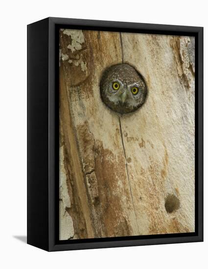 Northern Pygmy Owl, Adult Looking out of Nest Hole in Sycamore Tree, Arizona, USA-Rolf Nussbaumer-Framed Premier Image Canvas