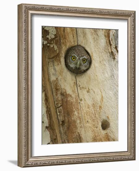 Northern Pygmy Owl, Adult Looking out of Nest Hole in Sycamore Tree, Arizona, USA-Rolf Nussbaumer-Framed Photographic Print