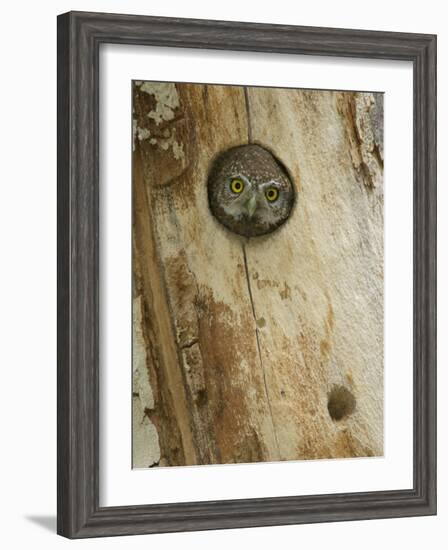 Northern Pygmy Owl, Adult Looking out of Nest Hole in Sycamore Tree, Arizona, USA-Rolf Nussbaumer-Framed Photographic Print