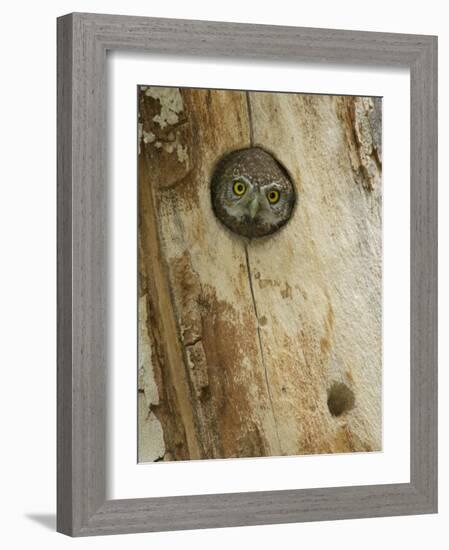 Northern Pygmy Owl, Adult Looking out of Nest Hole in Sycamore Tree, Arizona, USA-Rolf Nussbaumer-Framed Photographic Print