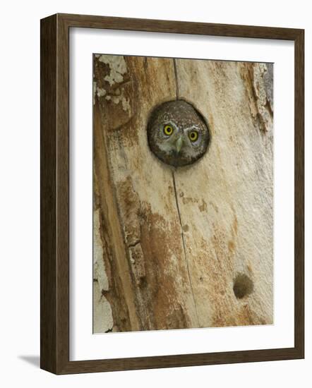 Northern Pygmy Owl, Adult Looking out of Nest Hole in Sycamore Tree, Arizona, USA-Rolf Nussbaumer-Framed Photographic Print