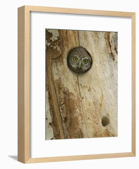 Northern Pygmy Owl, Adult Looking out of Nest Hole in Sycamore Tree, Arizona, USA-Rolf Nussbaumer-Framed Photographic Print