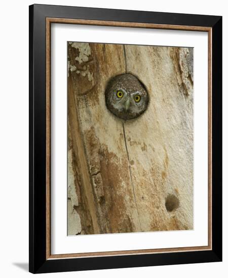 Northern Pygmy Owl, Adult Looking out of Nest Hole in Sycamore Tree, Arizona, USA-Rolf Nussbaumer-Framed Photographic Print