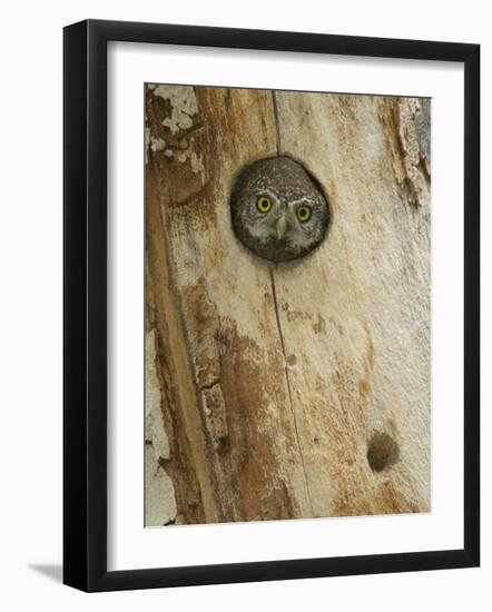 Northern Pygmy Owl, Adult Looking out of Nest Hole in Sycamore Tree, Arizona, USA-Rolf Nussbaumer-Framed Photographic Print