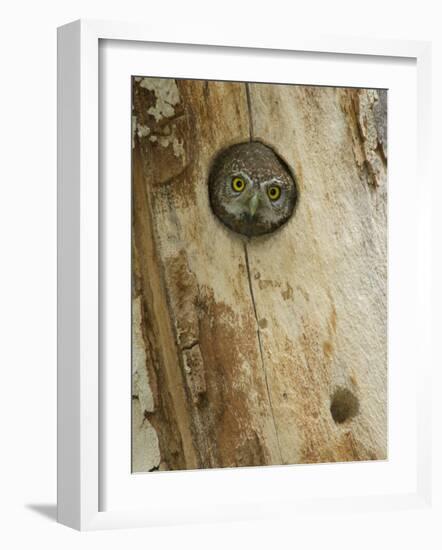 Northern Pygmy Owl, Adult Looking out of Nest Hole in Sycamore Tree, Arizona, USA-Rolf Nussbaumer-Framed Photographic Print