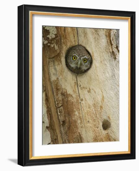 Northern Pygmy Owl, Adult Looking out of Nest Hole in Sycamore Tree, Arizona, USA-Rolf Nussbaumer-Framed Photographic Print