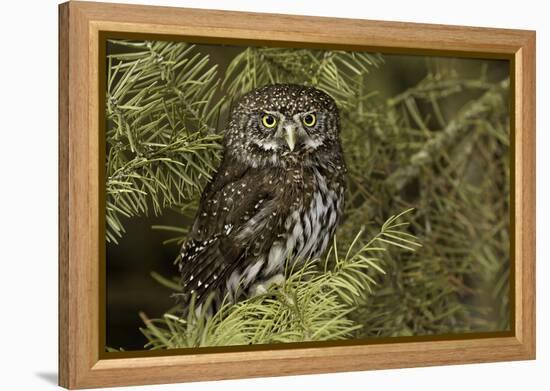 Northern Pygmy Owl, Glaucidium gnoma Montana-Adam Jones-Framed Premier Image Canvas