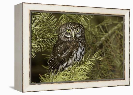 Northern Pygmy Owl, Glaucidium gnoma Montana-Adam Jones-Framed Premier Image Canvas