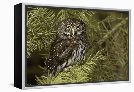 Northern Pygmy Owl, Glaucidium gnoma Montana-Adam Jones-Framed Premier Image Canvas