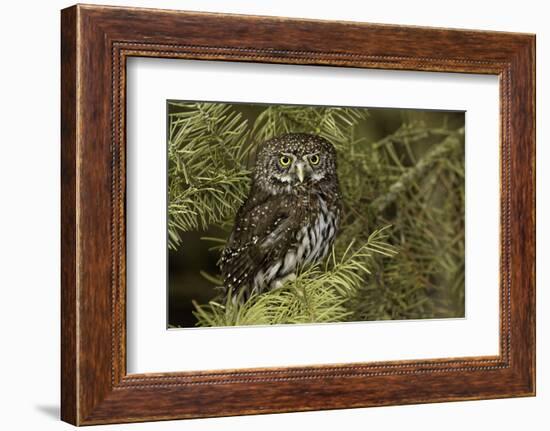 Northern Pygmy Owl, Glaucidium gnoma Montana-Adam Jones-Framed Photographic Print