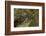 Northern Pygmy Owl, Glaucidium gnoma Montana-Adam Jones-Framed Photographic Print