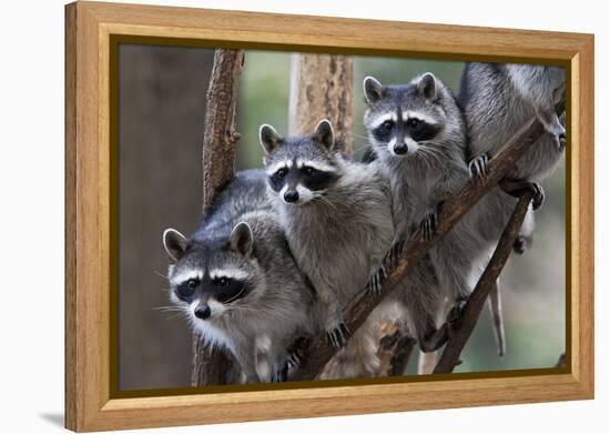 Northern Raccoon (Procyon Lotor), Group Standing On Branch, Captive-Claudio Contreras-Framed Premier Image Canvas