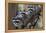 Northern Raccoon (Procyon Lotor), Group Standing On Branch, Captive-Claudio Contreras-Framed Premier Image Canvas