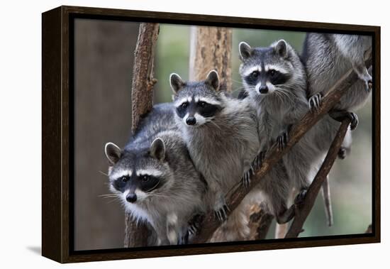 Northern Raccoon (Procyon Lotor), Group Standing On Branch, Captive-Claudio Contreras-Framed Premier Image Canvas