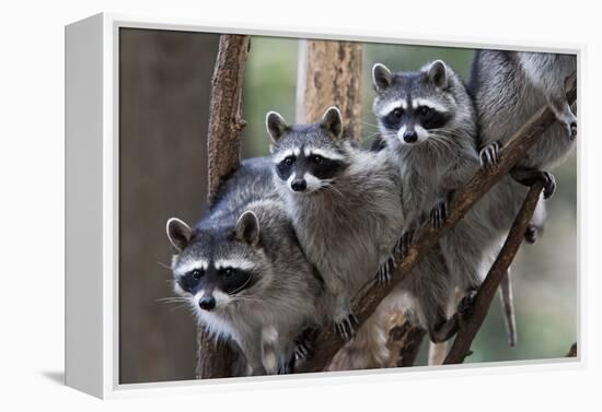 Northern Raccoon (Procyon Lotor), Group Standing On Branch, Captive-Claudio Contreras-Framed Premier Image Canvas