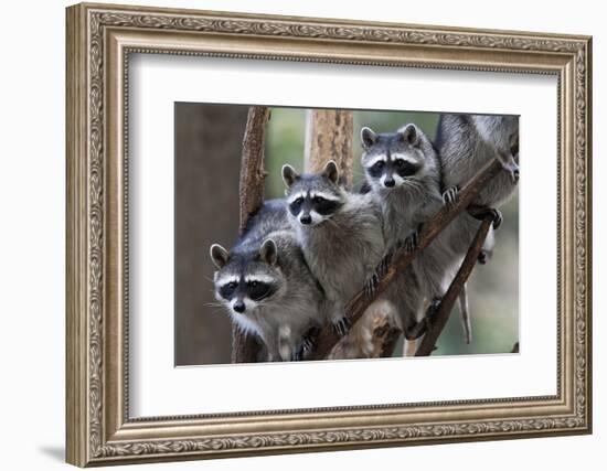 Northern Raccoon (Procyon Lotor), Group Standing On Branch, Captive-Claudio Contreras-Framed Photographic Print