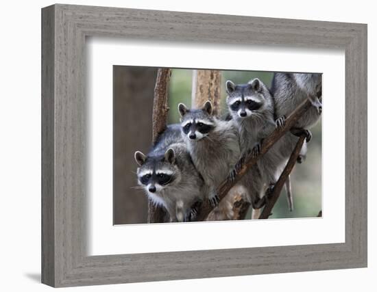 Northern Raccoon (Procyon Lotor), Group Standing On Branch, Captive-Claudio Contreras-Framed Photographic Print