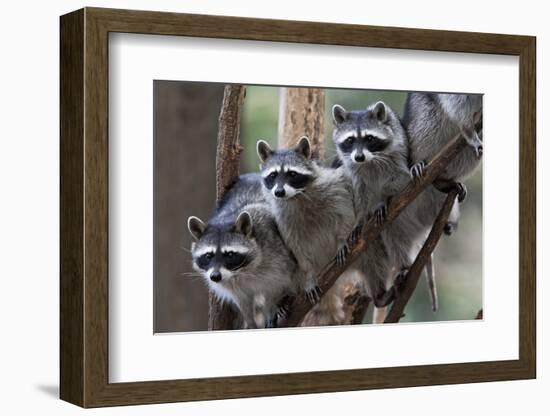 Northern Raccoon (Procyon Lotor), Group Standing On Branch, Captive-Claudio Contreras-Framed Photographic Print